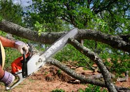 Best Arborist Consultation Services  in Elmo, TX